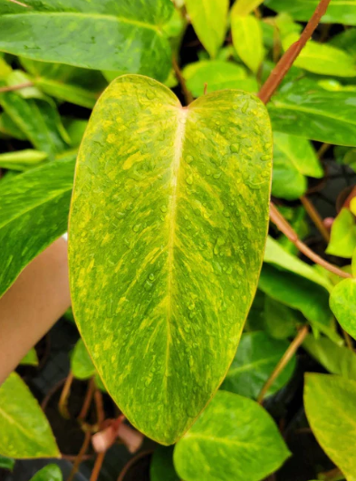 6” Philodendron Painted Lady