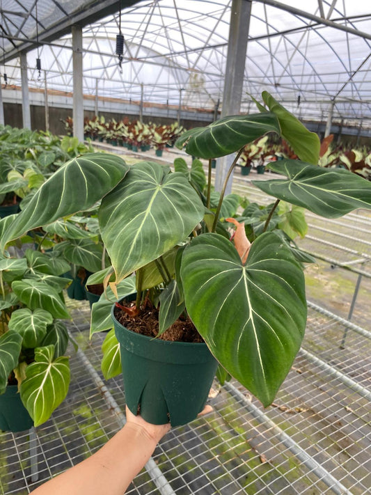 Philodendron Gloriosum