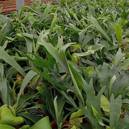 4" Platycerium Bifurcatum