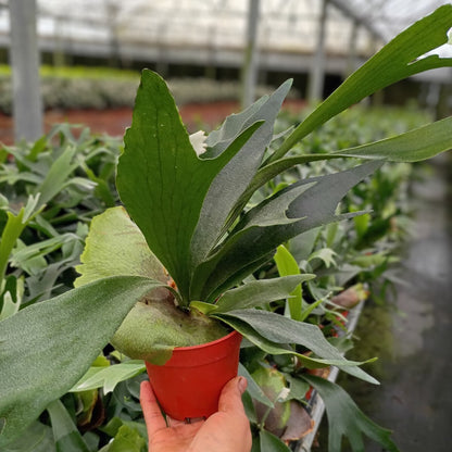 4" Platycerium Bifurcatum