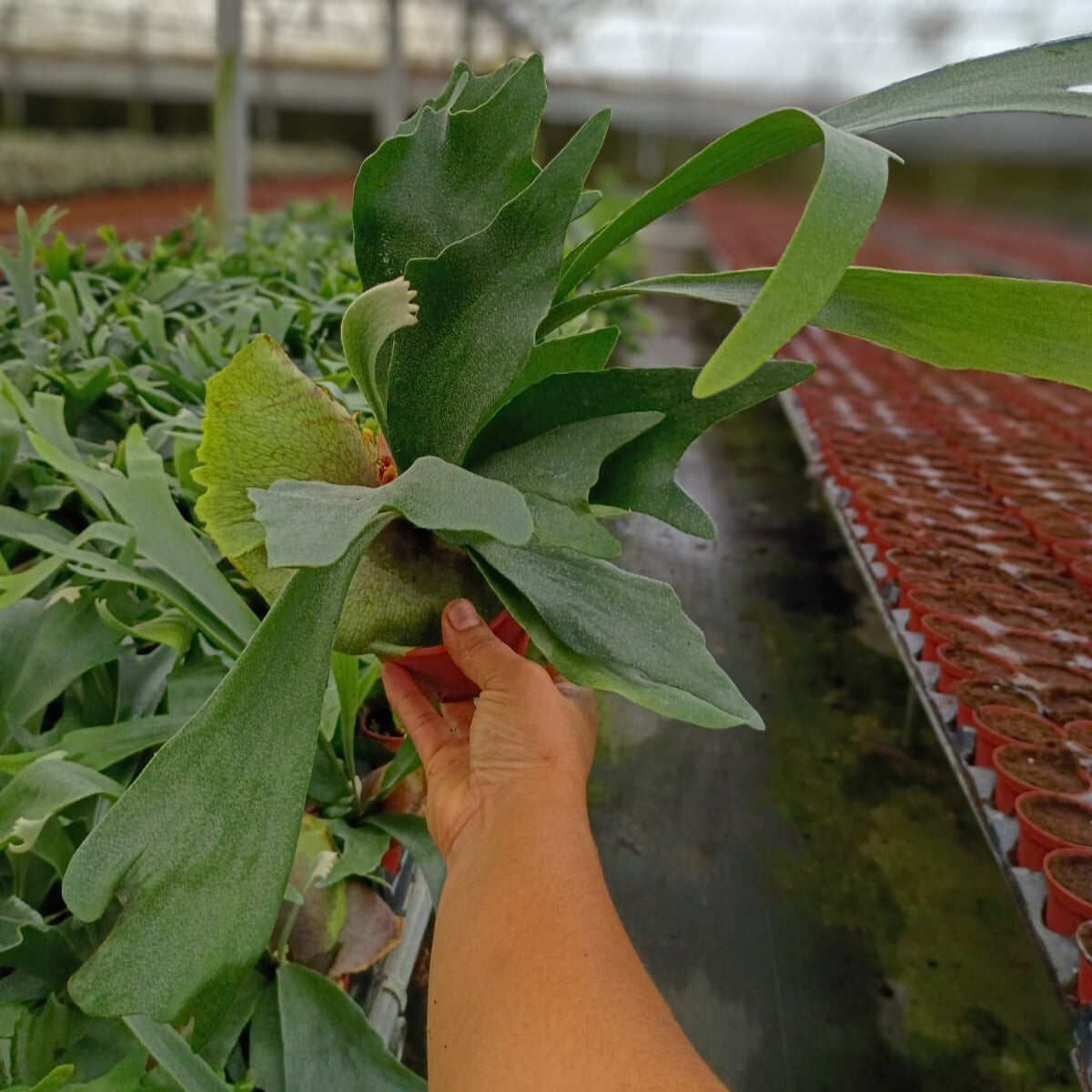 4" Platycerium Bifurcatum