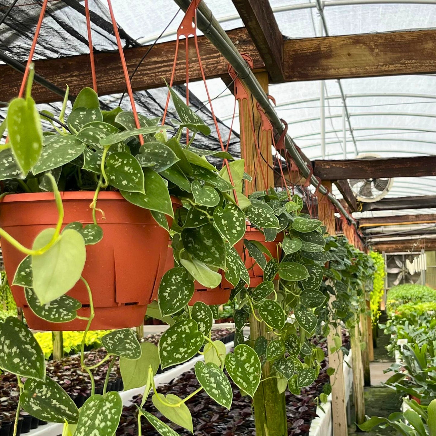 8” Pothos Silver Satin H.B