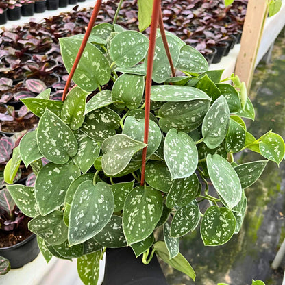 8” Pothos Silver Satin H.B