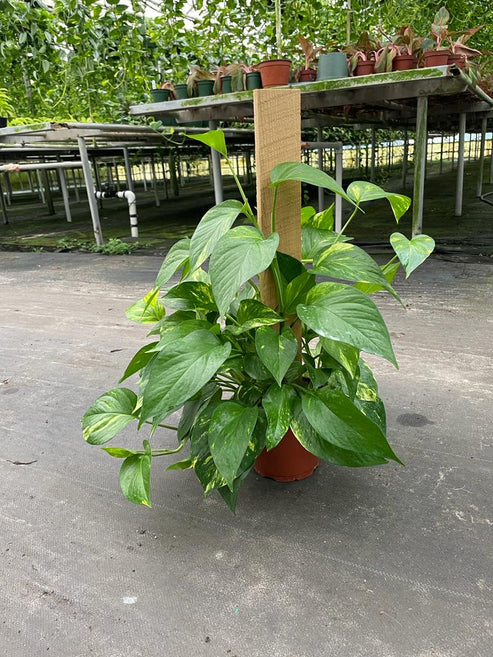 Pothos Golden Pole 6"