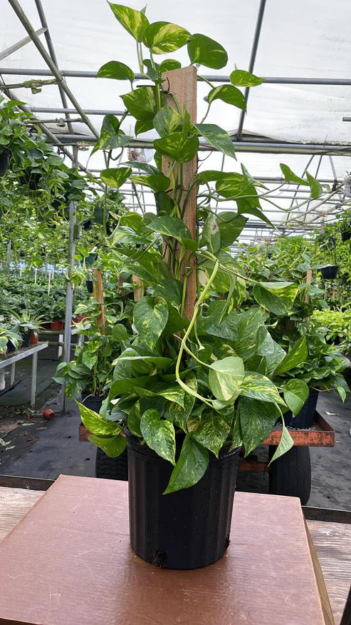 Pothos Golden Pole 8"