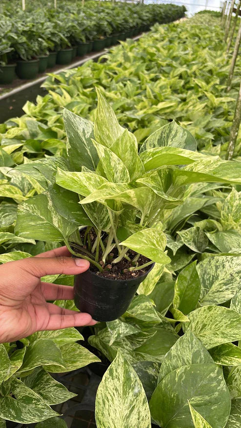 Pothos Marble Queen 4"