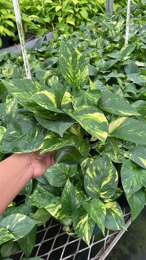 6” Pothos Golden