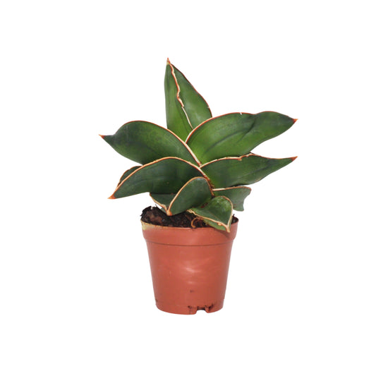 Sansevieria Samurai