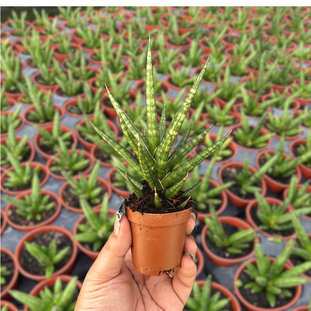 Sansevieria Francisii