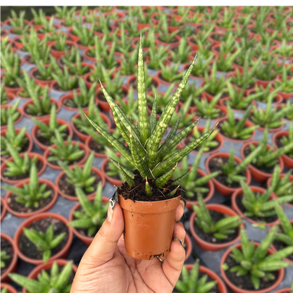 Sansevieria Francisii