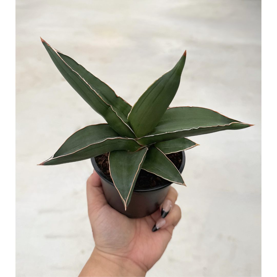 Sansevieria Samurai Sam