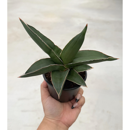 Sansevieria Samurai Sam