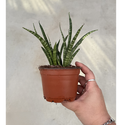 Sansevieria Fernwood