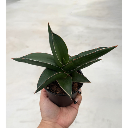 Sansevieria Samurai Sam