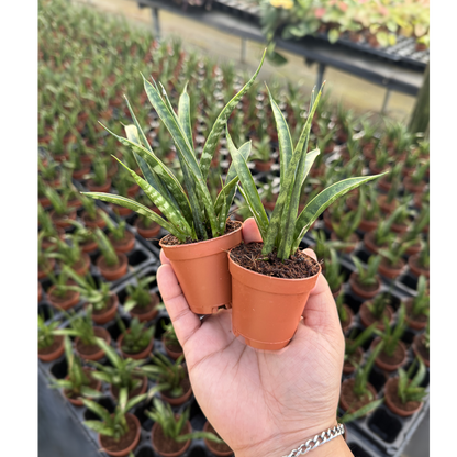 Sansevieria Fernwood