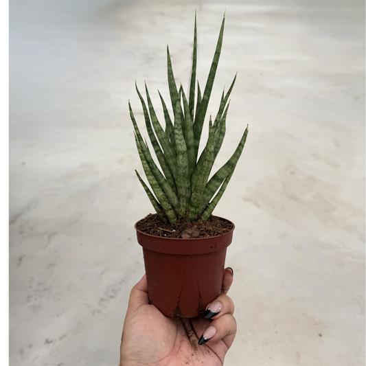 Sansevieria Cylindrica Torch