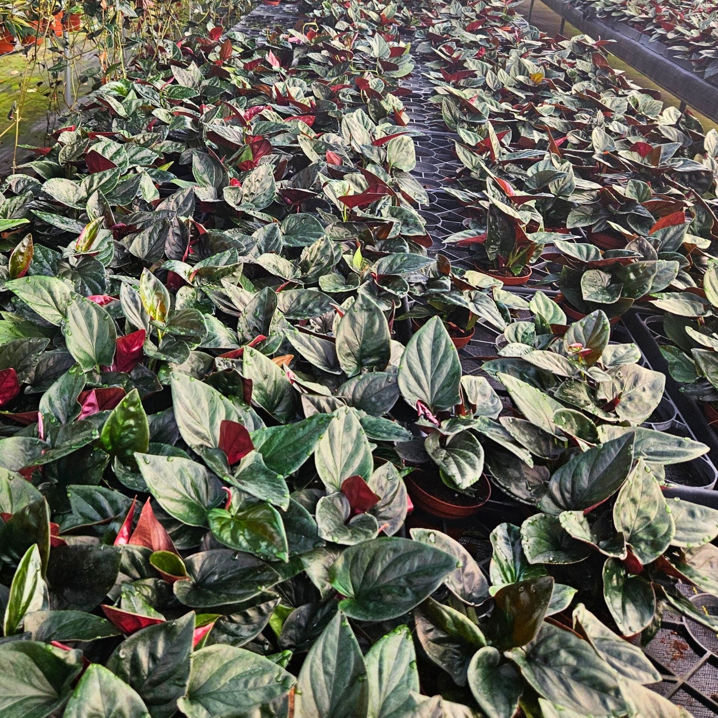 4” Syngonium Red Arrow