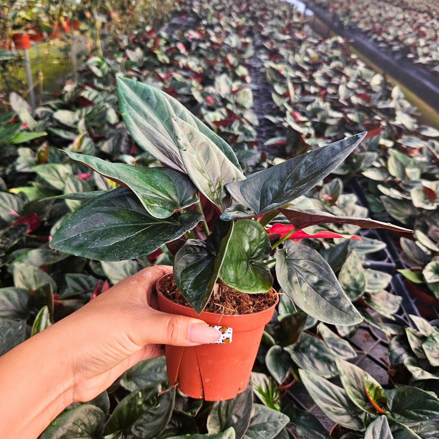 4” Syngonium Red Arrow