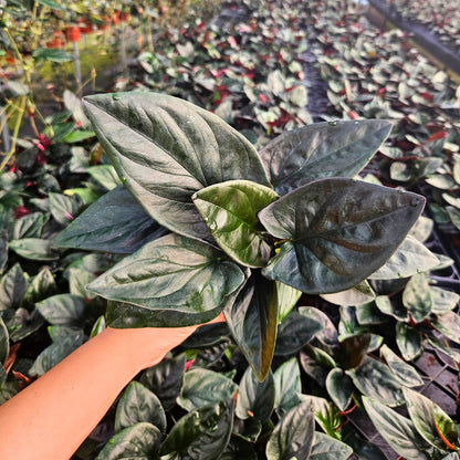 4” Syngonium Red Arrow