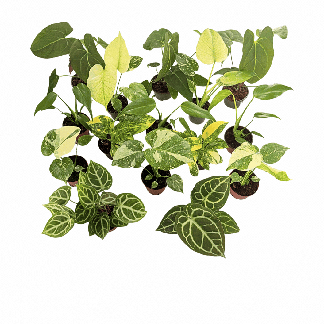 4" Rare Plant Collection Mix (Grower's Choice)