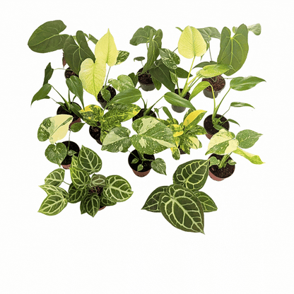 4" Rare Plant Collection Mix (Grower's Choice)