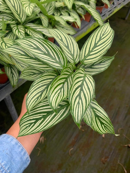 8” Calathea Vittata