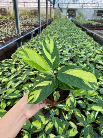 4" Calathea Pilosa