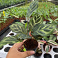 Basic Package - BELEAF 2" Plants