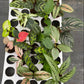 Basic Package - BELEAF 2" Plants
