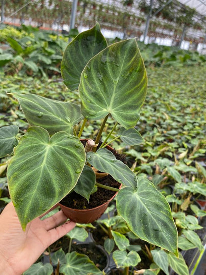 4" Philodendron Verrucosum