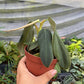 4” Philodendron Gigas