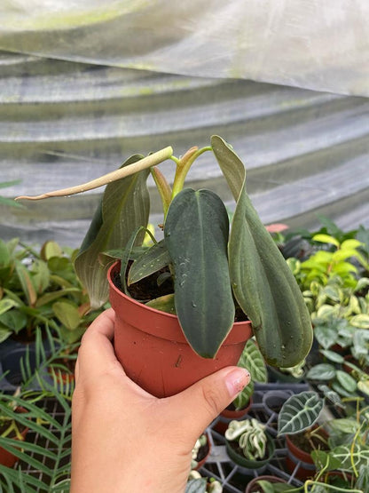 4” Philodendron Gigas