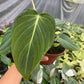 4" Philodendron Glorios