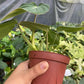 4" Philodendron Glorios