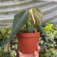 4” Philodendron Gigas