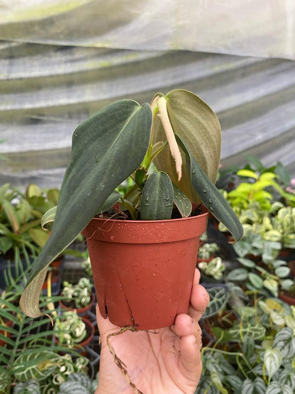 4” Philodendron Gigas