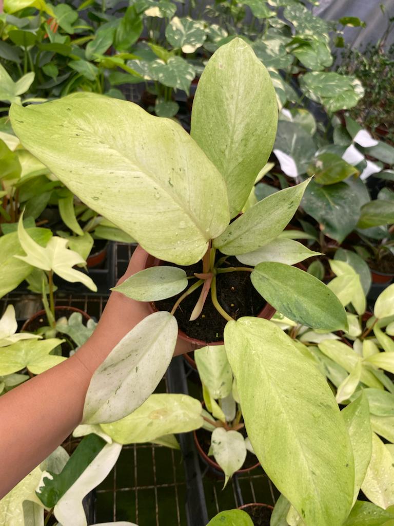 4"  Philodendron Snowdrift