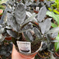 4" Zamioculcas Black Queen