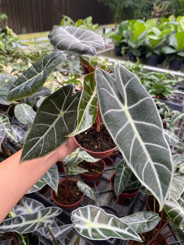 4” Alocasia Purple Prince – Biostok Foliage