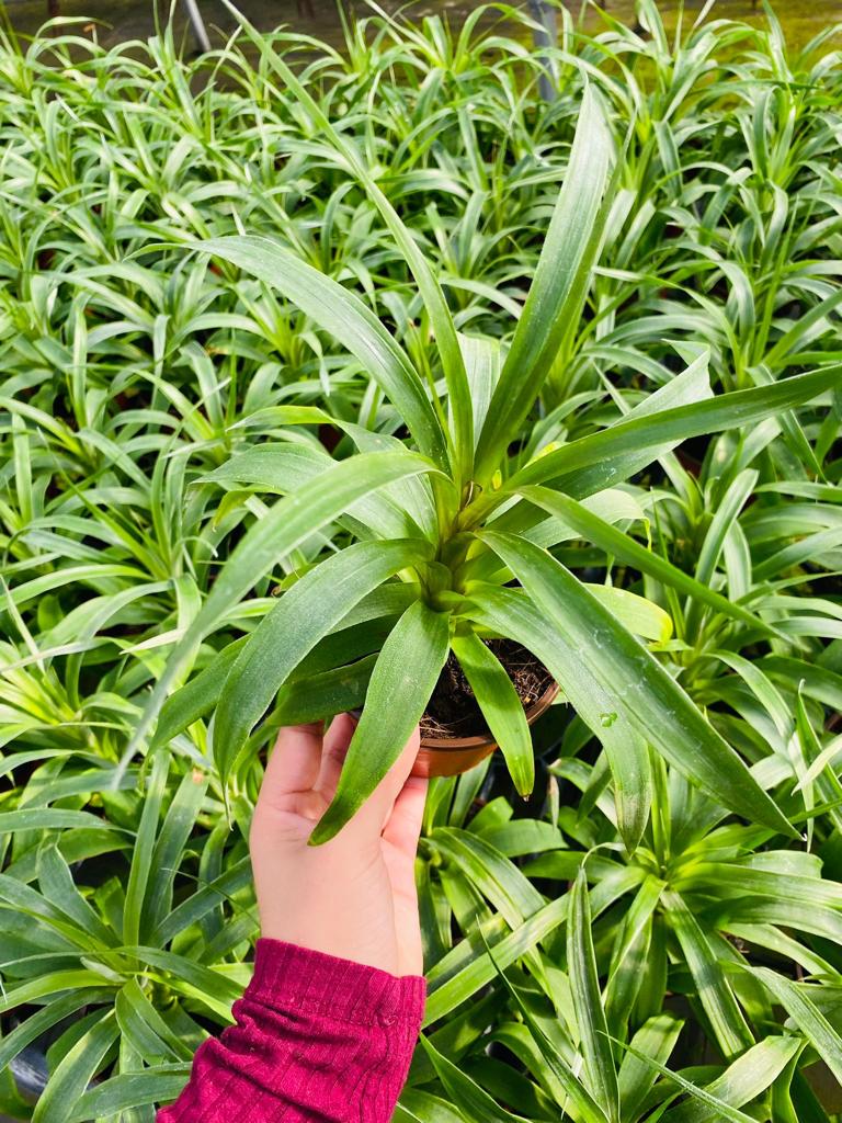 4" Ananas Mi Amigo (Pineaple Plant)
