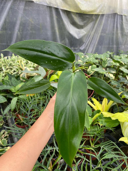 4"  Philodendron Mexicanum