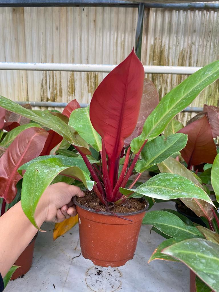 6" Philodendron Sun Red
