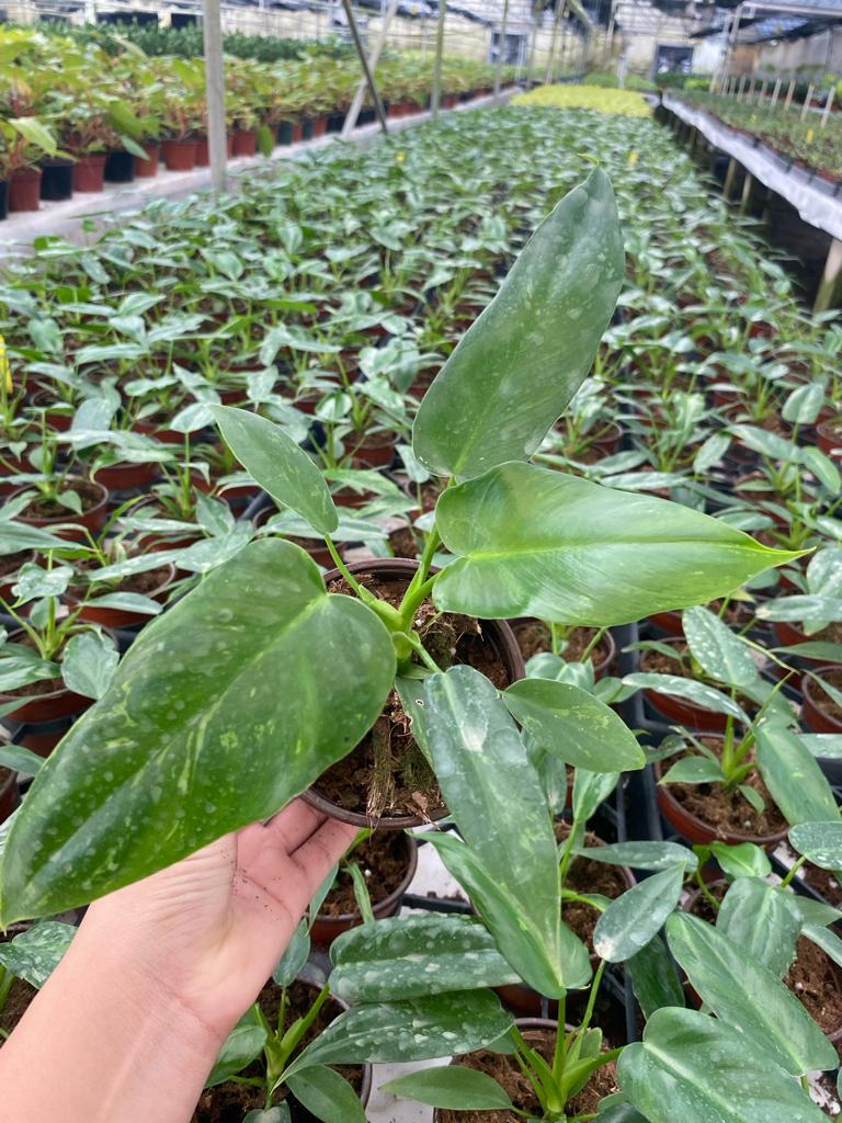 4"  Philodendron Golden Dragon