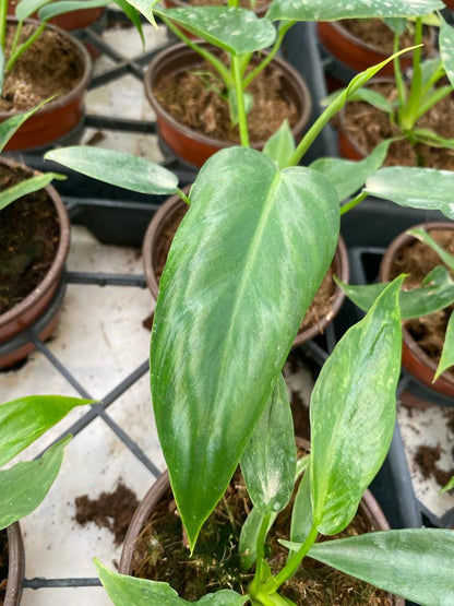 4"  Philodendron Golden Dragon