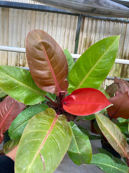 6" Philodendron Sun Red