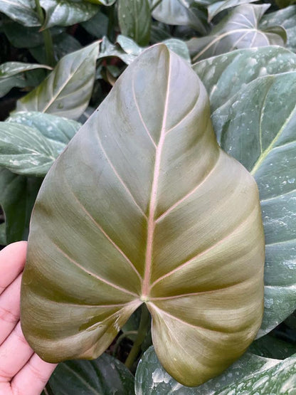 4"  Philodendron Summer Glory