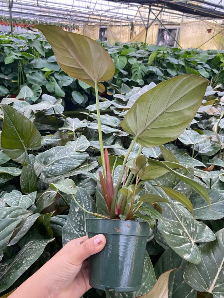 4"  Philodendron Summer Glory