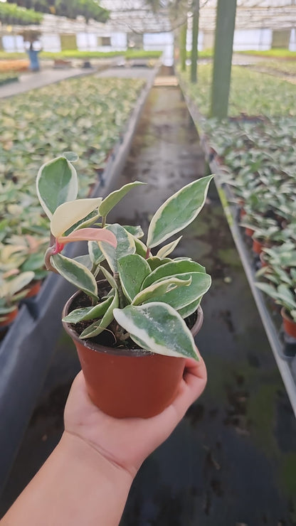 4” Hoya Albo Carnosa