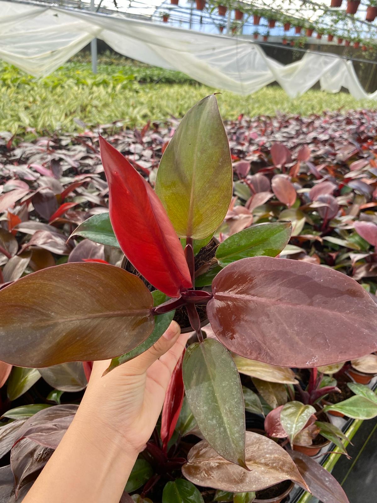 4" Philodendron Sun Red