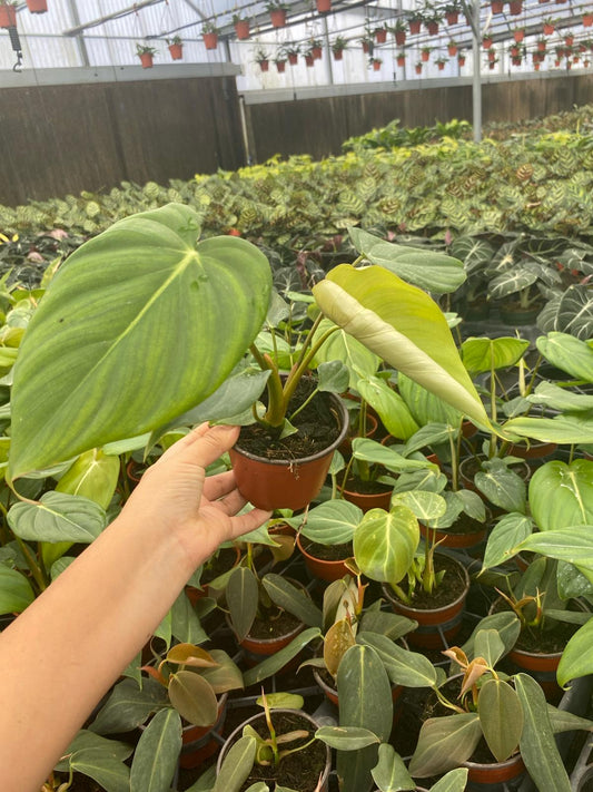 4" Philodendron Mcdowell